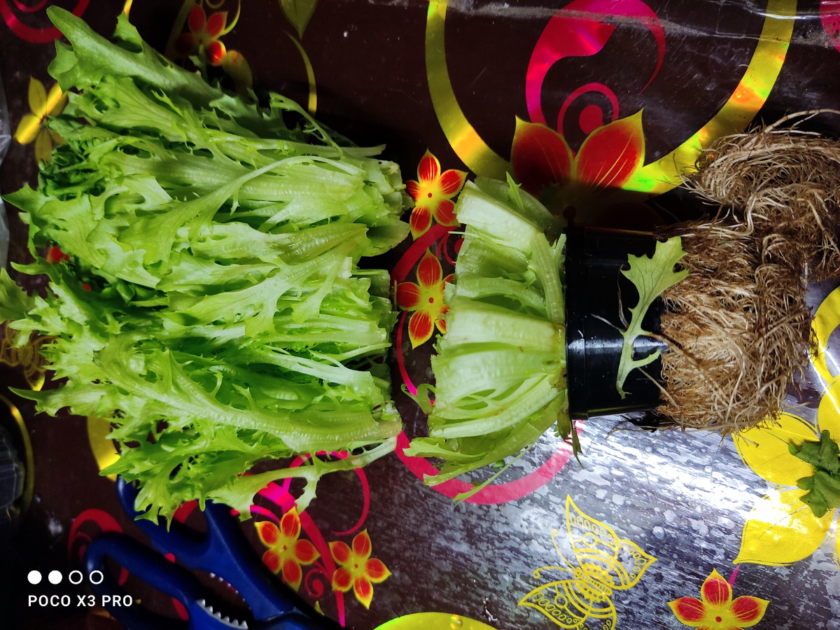 Фото автора. Отрезана верхняя часть