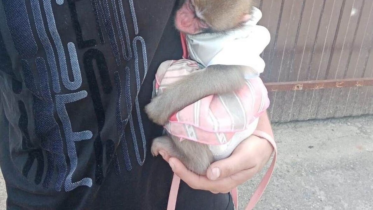    Фото: телеканал «Краснодар»