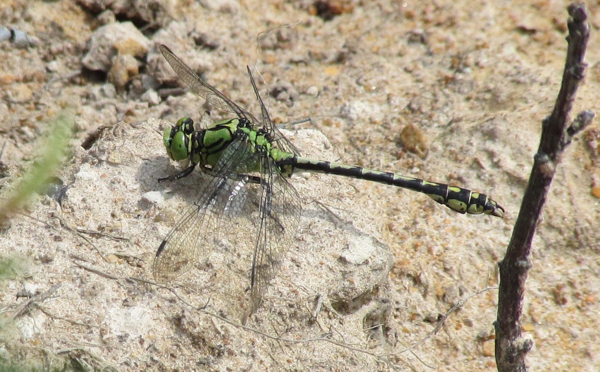 Дедка рогатый, самец, Петяярви, у реки Петровки, 06.08.23