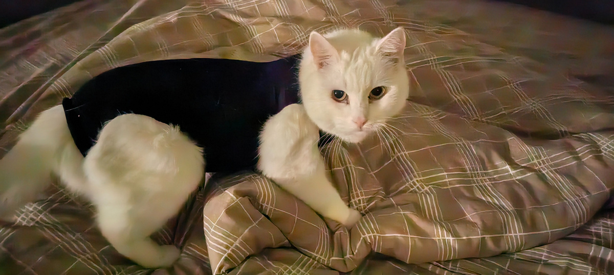 Сейчас у кошки комбидресс. А у меня назревает дефицит колготок. И этот комбидресс она уже ухитрилась снять. С помощью кота, конечно же... Завтра попробую купить бинт-сетку и приладить ей на рану марлевый тампон м помощью бинта, а бинт закреплять уже бинтом-сеткой. А то вот решит температура всё же упасть ниже десяти градусов, а у меня и колготок-то нет