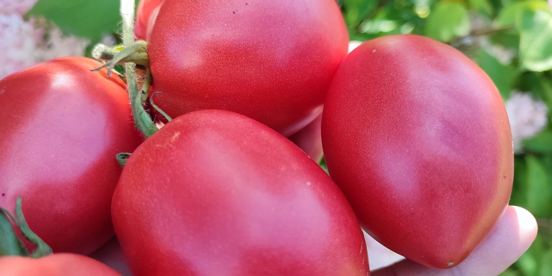 Лучшие низкорослые томаты для открытого грунта: Топ-3 сорта «посадил и забыл»