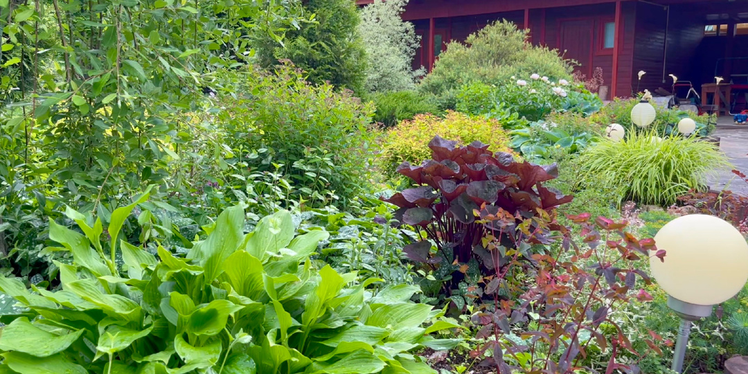 Многолетние растения с красными листьями для добавления цвета саду.