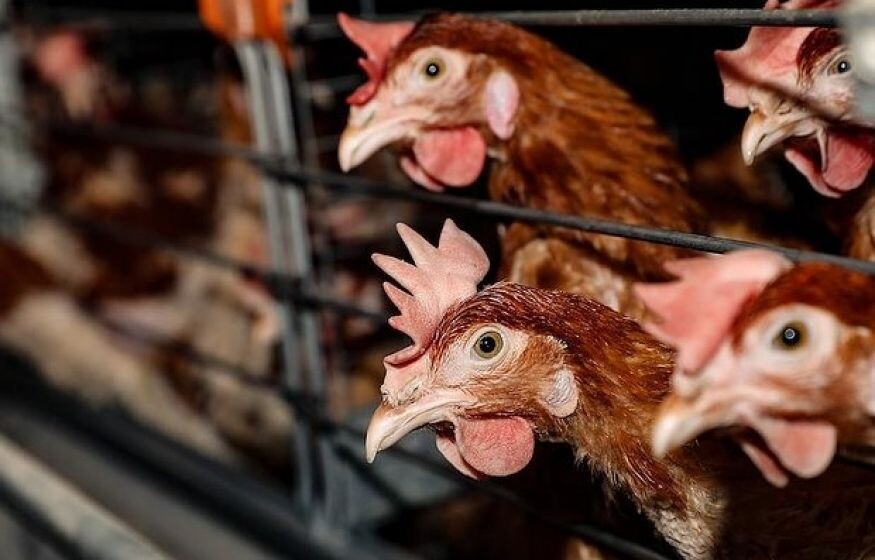    Страшнее ковида. Вирус H5 может стать смертельным для человечества