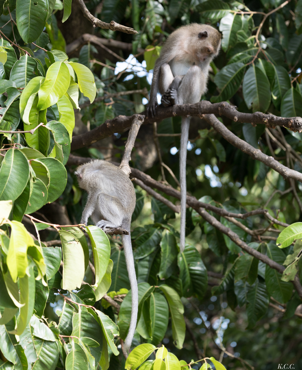 Макака-крабоед, о.Панган(Тайланд), фото автора