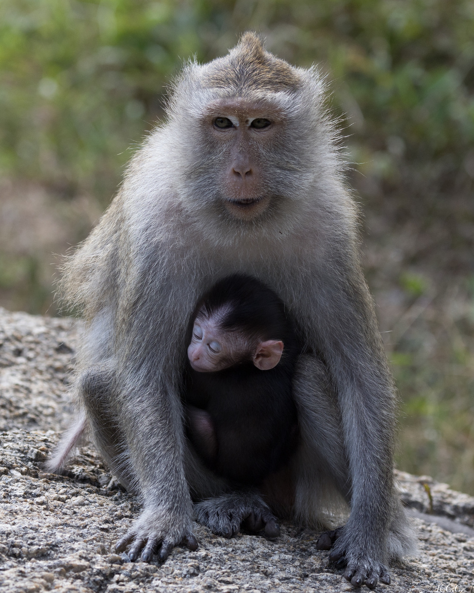 Макака-крабоед, о.Панган(Тайланд), фото автора