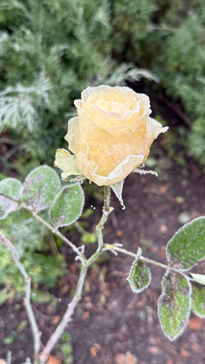 Розы и первые заморозки 