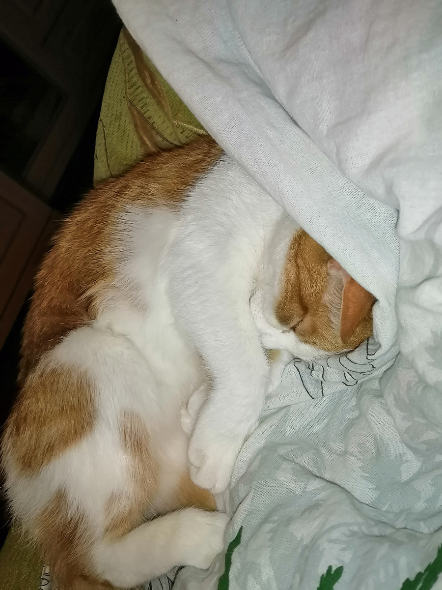 Дуся - моя младшенькая котейка. 