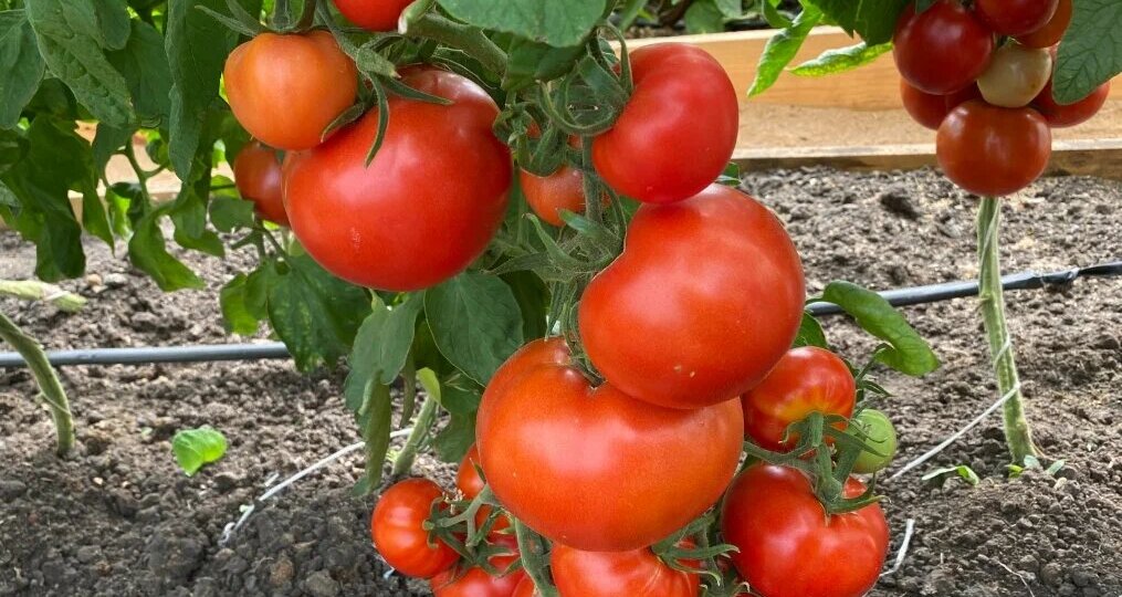 Лучшие низкорослые томаты для теплиц: Топ-3 сорта для максимального урожая