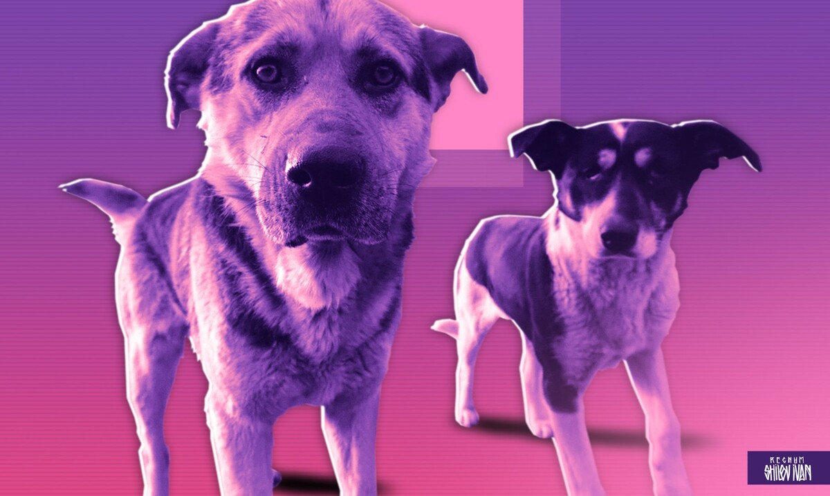     / Источник: Иван Шилов (с) ИА Регнум