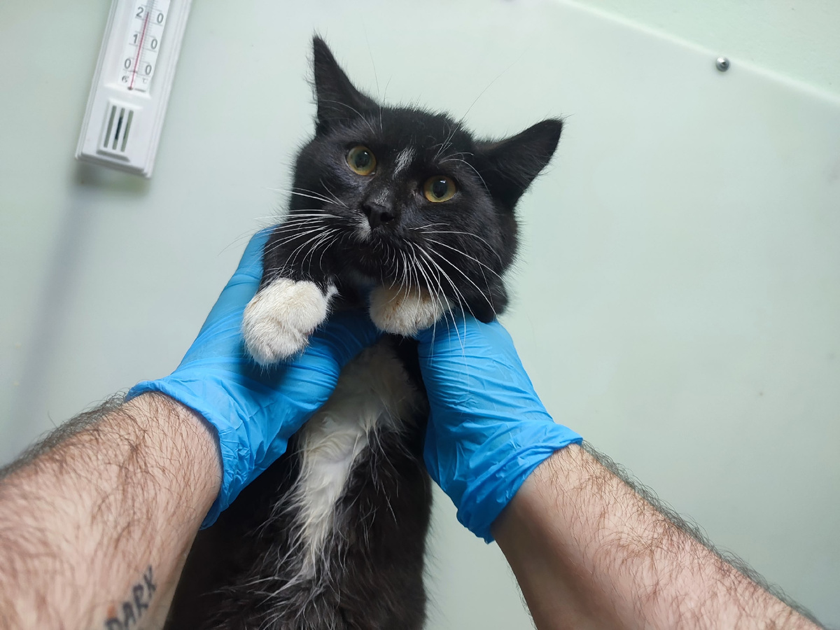 Ксардас был найден на улице.