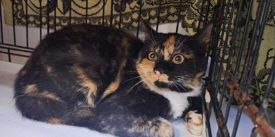 Привечаем новеньких