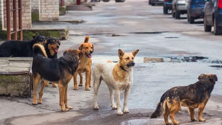    Фото: khorkins/Shutterstock/Fotodom