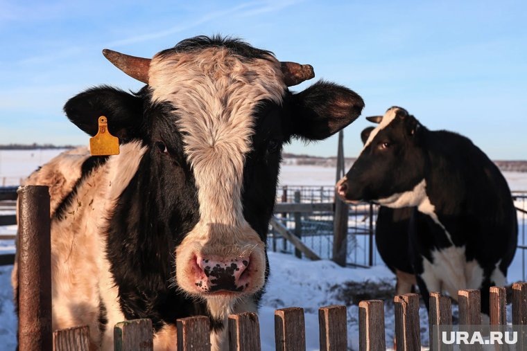     Очаги бешенства зафиксированы в Глядянском и Межборном