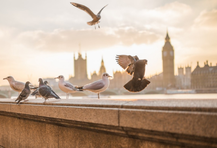 фото: pxhere.com