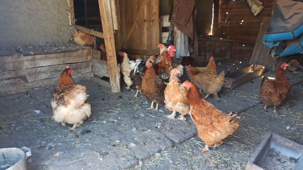 За последние годы вирус привел к уничтожению сотен миллионов птиц, что ударило по продовольственным цепочкам и подняло цены. Пока случаи заражения людей остаются редкими. Фото: 1MI