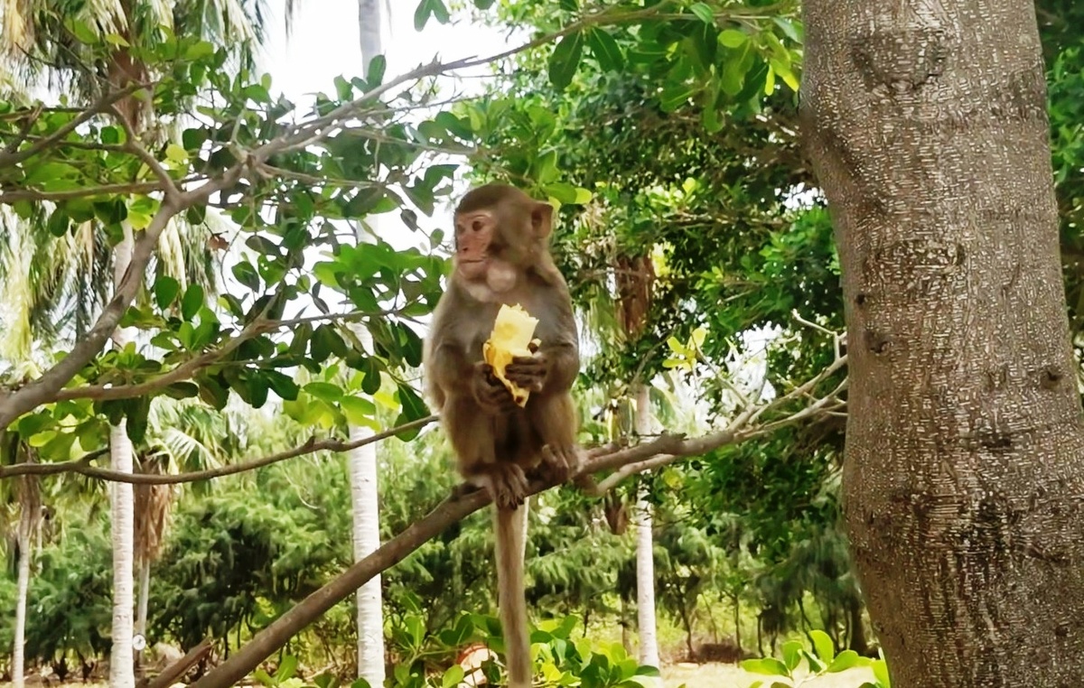 Молодая обезьянка уплетает банан.