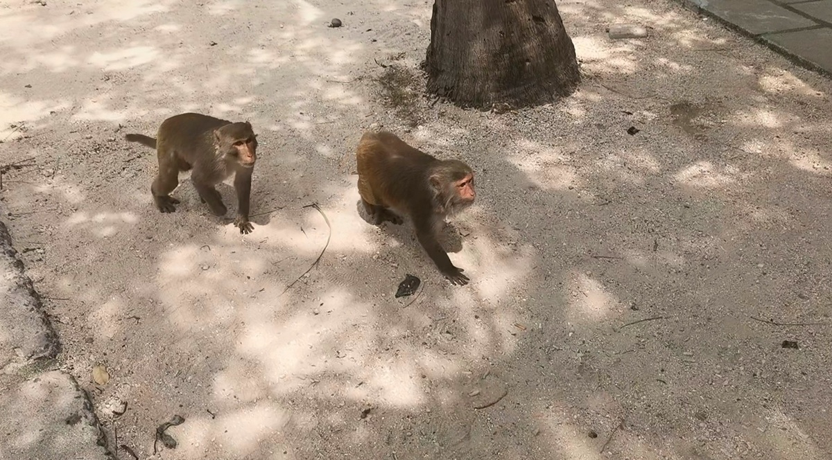 Обезьяны встретили нас.