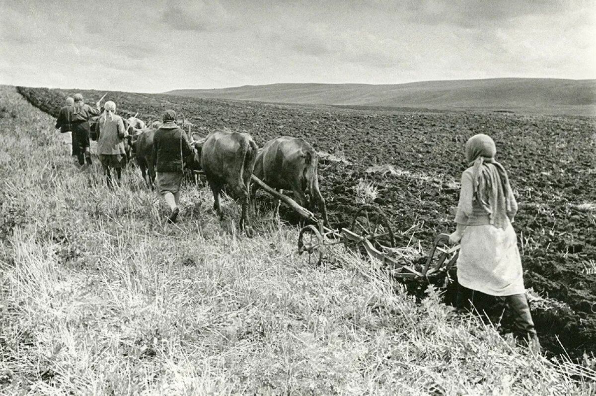    Мужчин призвали на фронт. Чтобы кормить воюющую страну, в поля вышли женщины. Пахать им приходилось на коровах и быках.