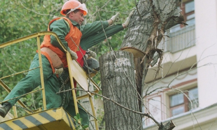    «Неправильные» растения приговорили к вырубке