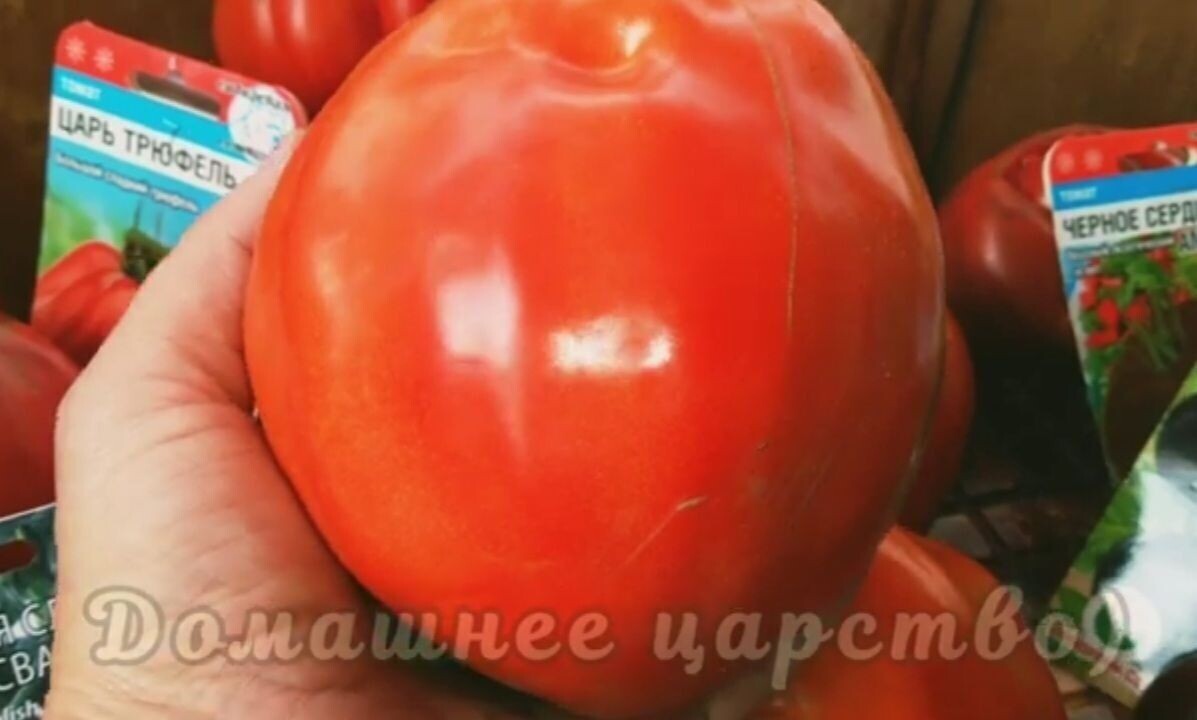 Польская слива тётушки сварло