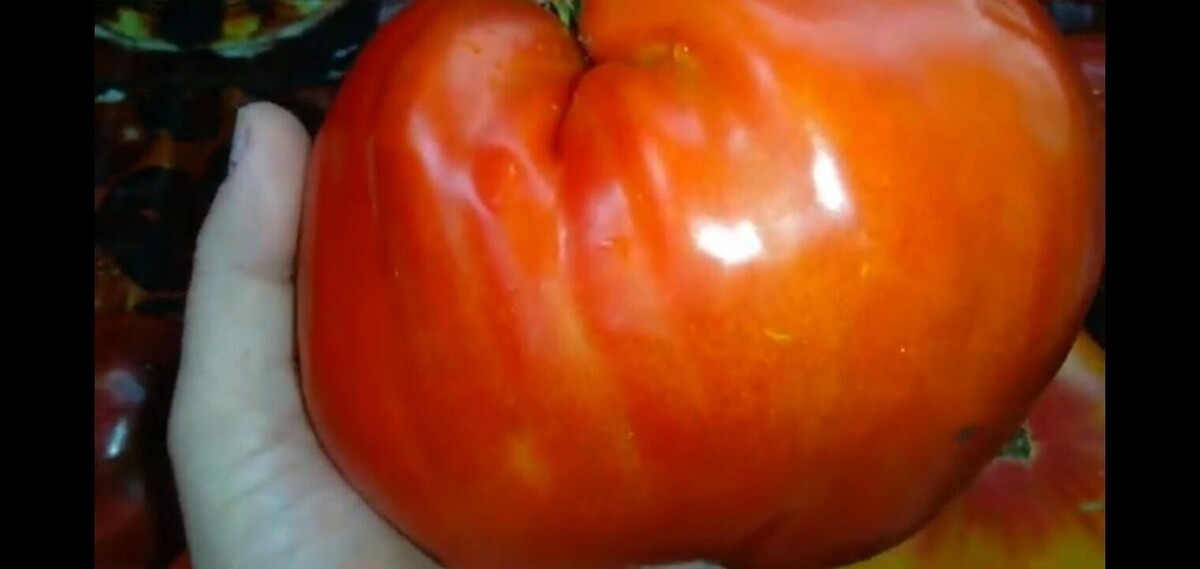 Польская слива тётушки сварло