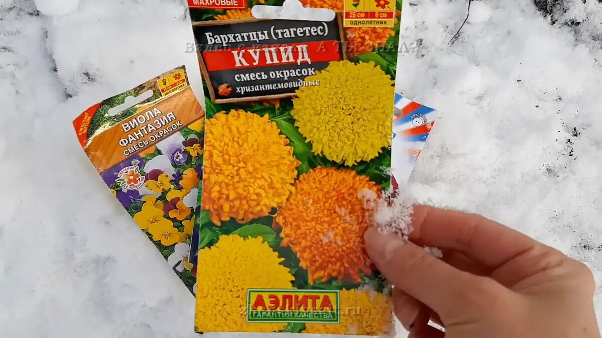 Какие цветы сеют под зиму