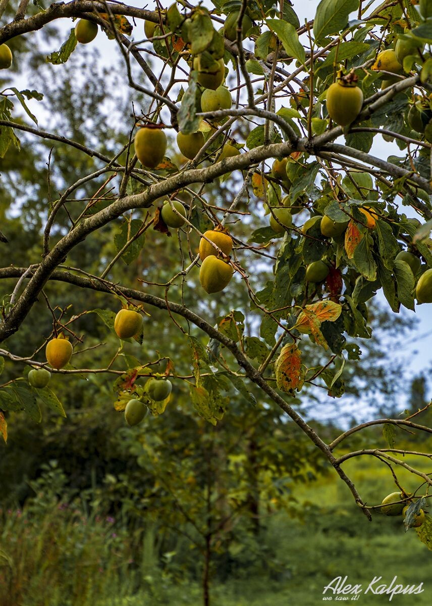 Хурма зреет на дереве