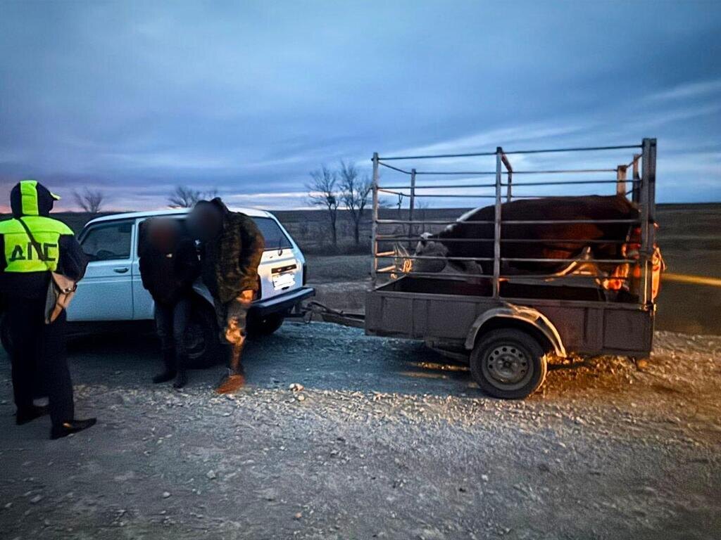   В Оренбургской области скотник должен был охранять стадо, а сам участвовал в краже коровы