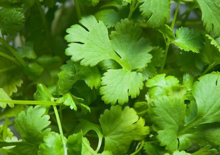 А вот и разгадка клопиного запаха кинзы