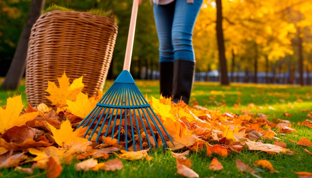 Опавшую листву лучше собрать и компостировать, чтобы впоследствии использовать в качестве ценного удобрения для улучшения структуры почвы и обогащения её полезными веществами.