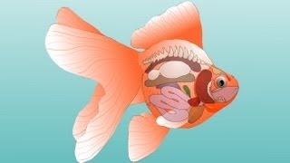 Пищеварительная система золотой рыбки: особенности кормления рыб без желудка