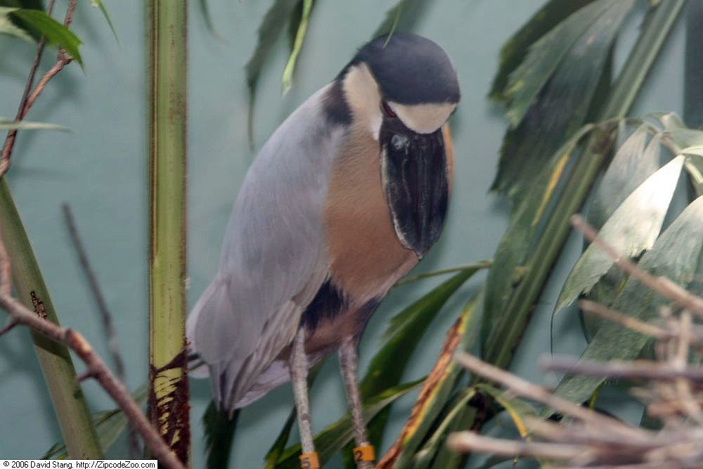    На этом фото изображен пример черноклюва
