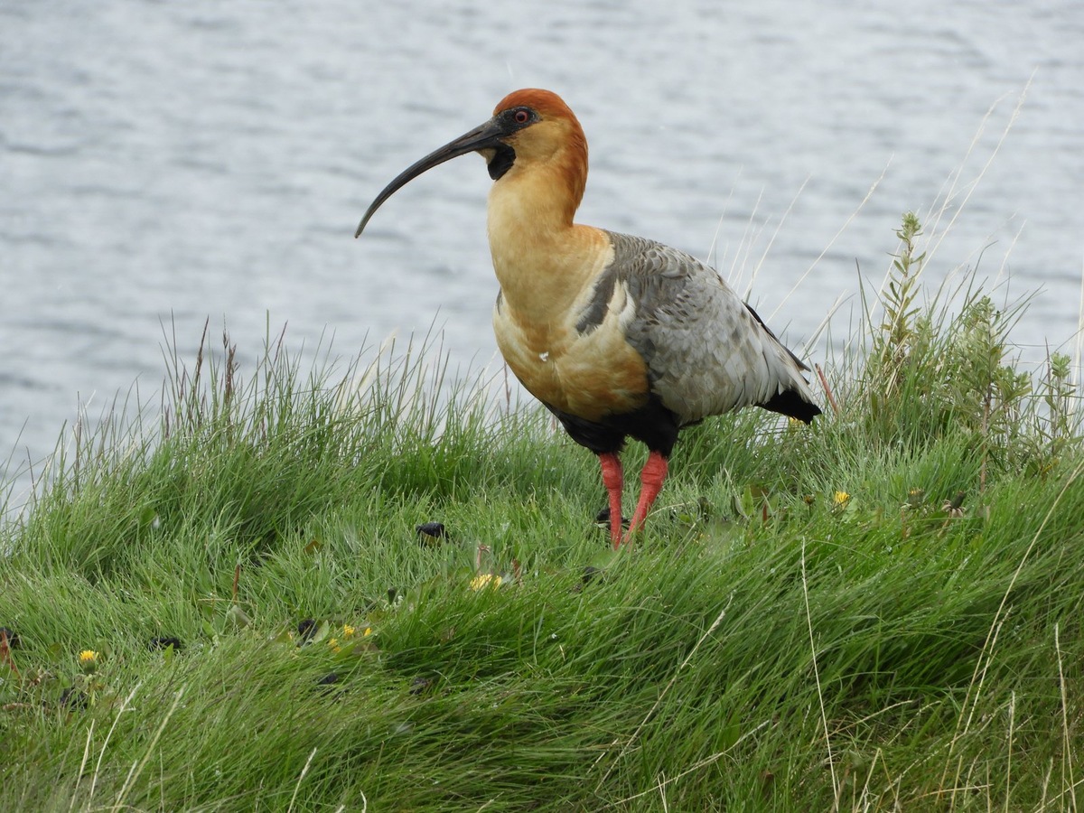    Так выглядят чернолицые ибисы в естественной среде обитания