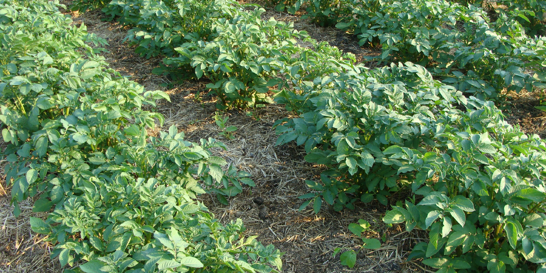 Избежать азотного голодания на одной соломе реально. Мой 10-летний эксперимент.