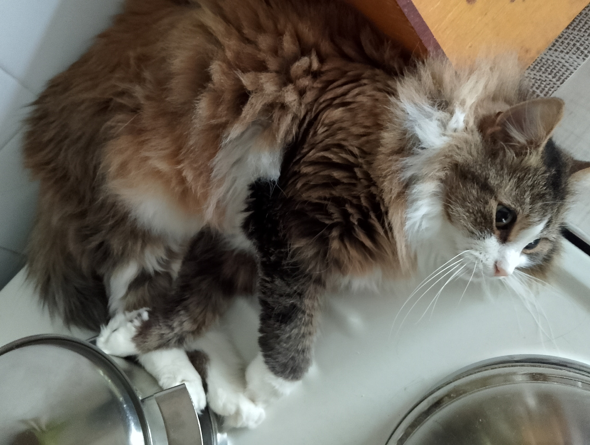 Моя красотка греется на плите, где скипел чайник и сварилась каша. Фото автора 