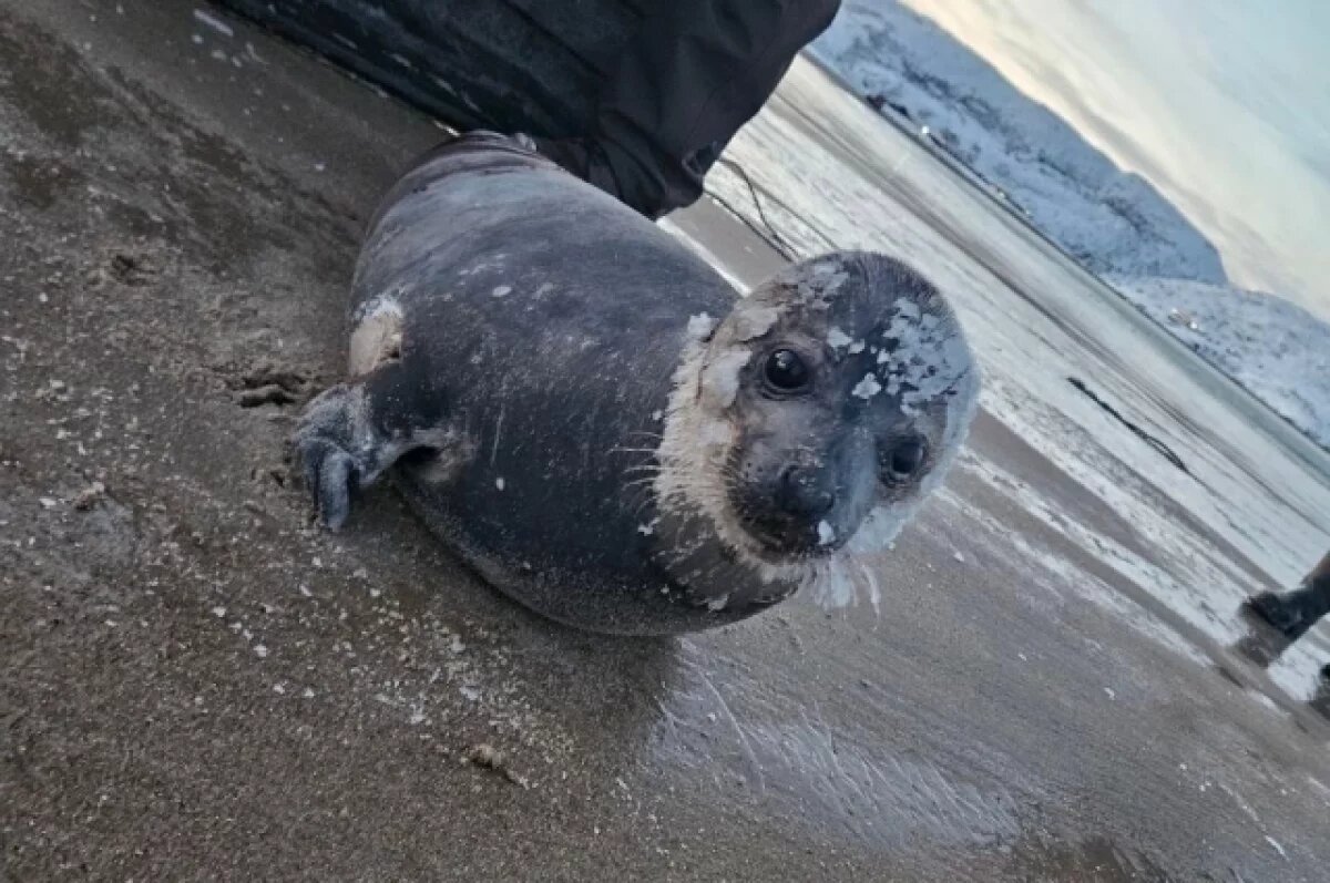    Нордик ушёл домой.
