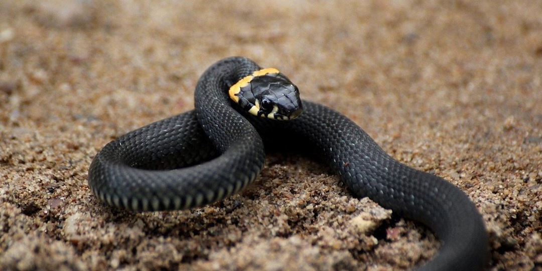 Почему у ужа нет яда, как у других змей? Как змея без яда стала одним из самых успешных хищников в умеренном климате