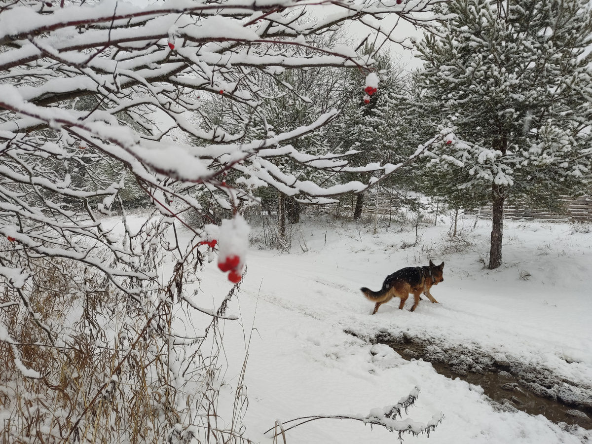 Ибо мир со снежком прекрасен.