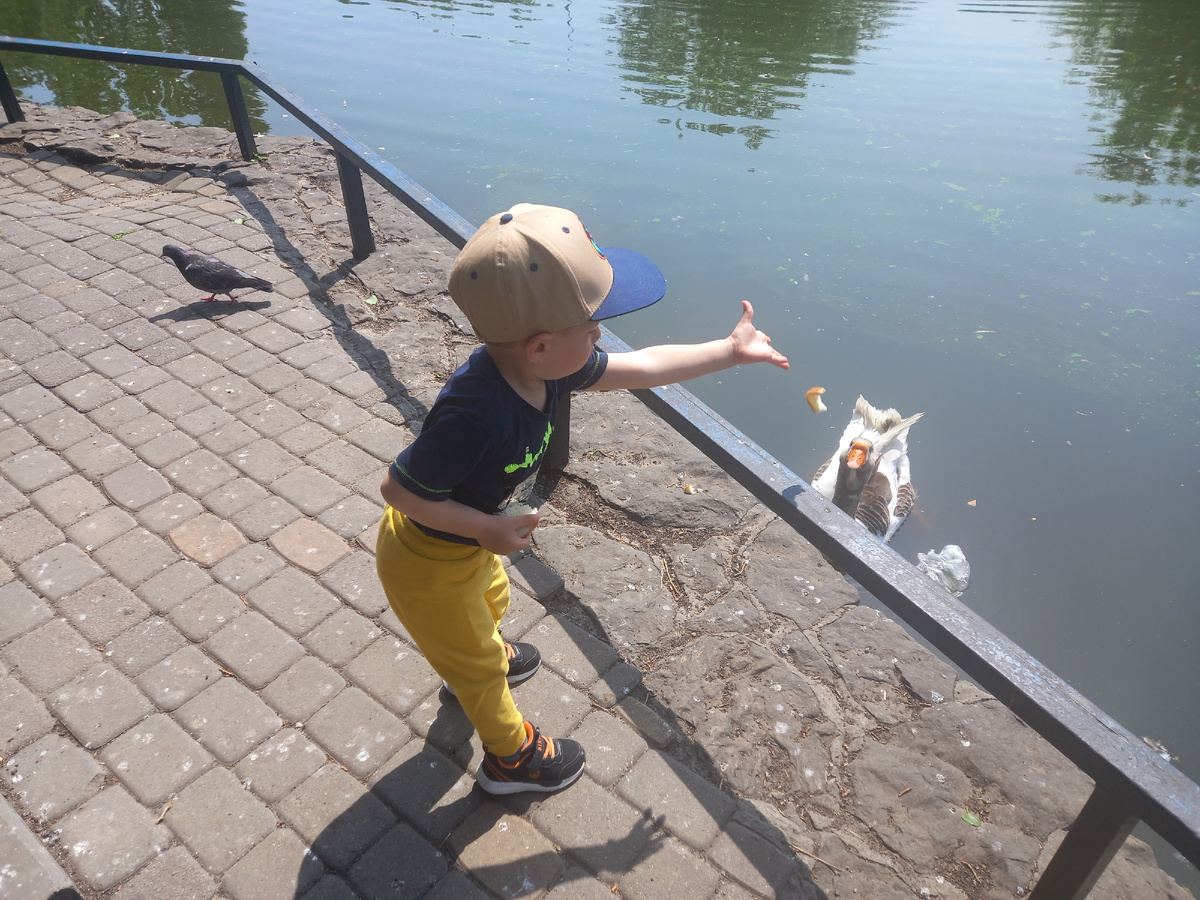 Кормим уточек и лебедей в парке. Фото автора.