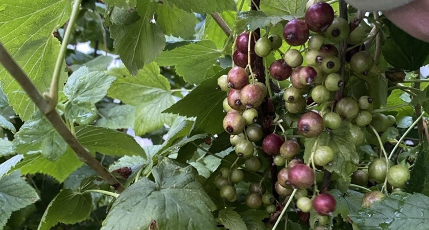    Фото Анастасии Дмитриевой