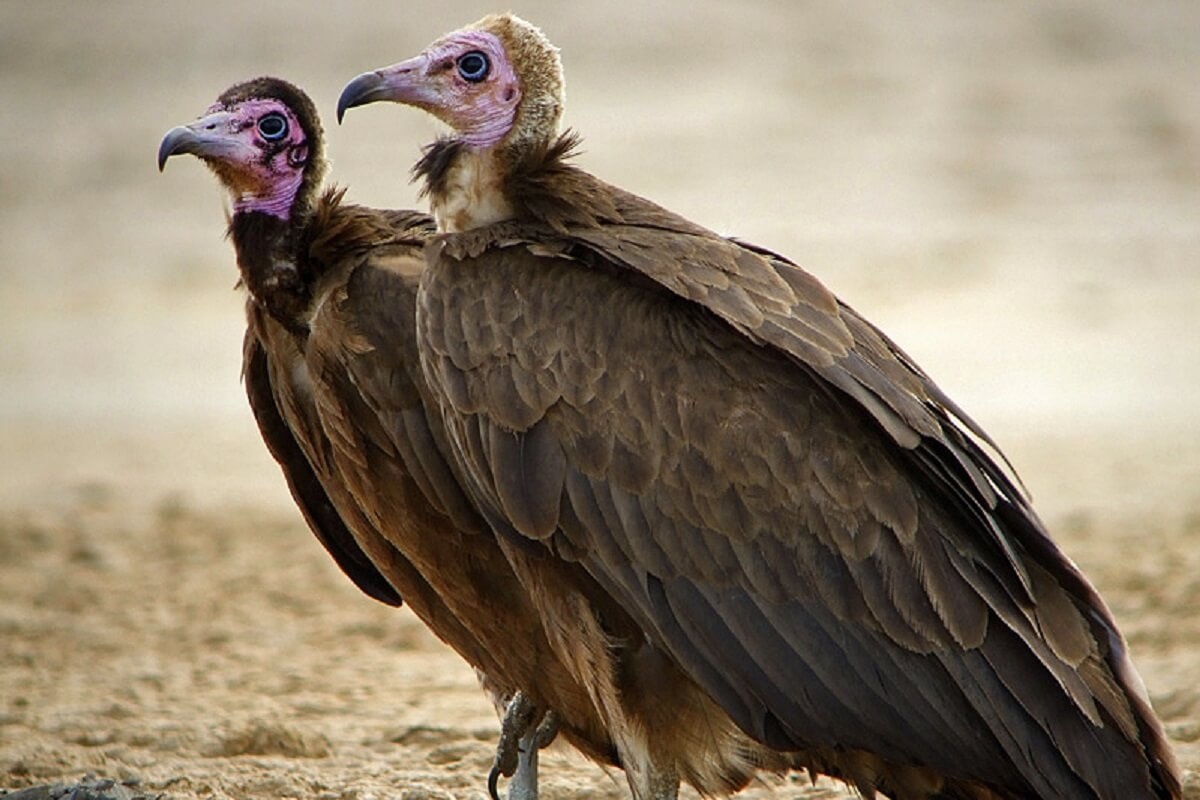 Фото с сайта: https://poknok.art/27630-buryj-stervjatnik.html