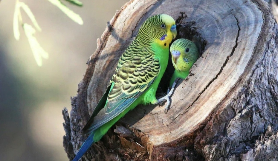 Не лес, а экстрим: сколько на самом деле живут волнистые попугаи в дикой природе