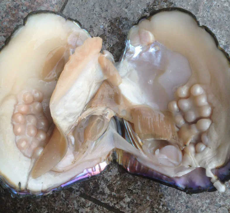 Фото устрицы в "интесном" положении, т.е. ожидающей аиста...