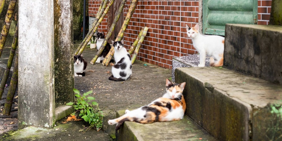 Операция «Спасение»: в Сургуте обнаружили десяток кошек, оставшихся без хозяев