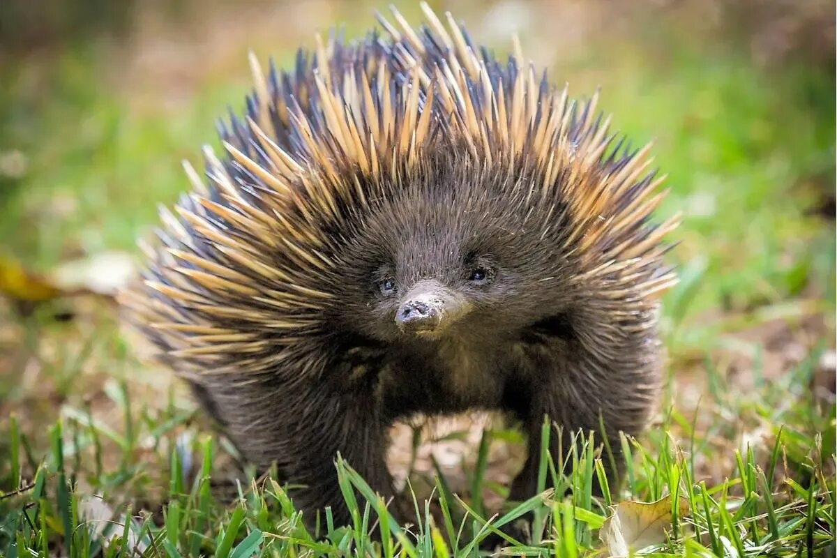 Фото с сайта: https://atlasanimal.com/equidna-pico-corto/