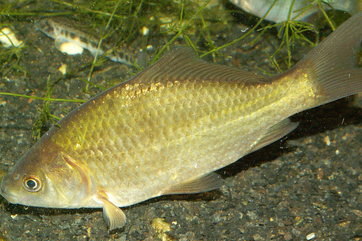 Фото с сайта: https://novos.mk.ru/social/2022/05/13/privorotnoe-zele-dlya-karasya-rybak-iz-novosibirska-raskryl-sekret-super-udachnogo-kleva-v-mae.html