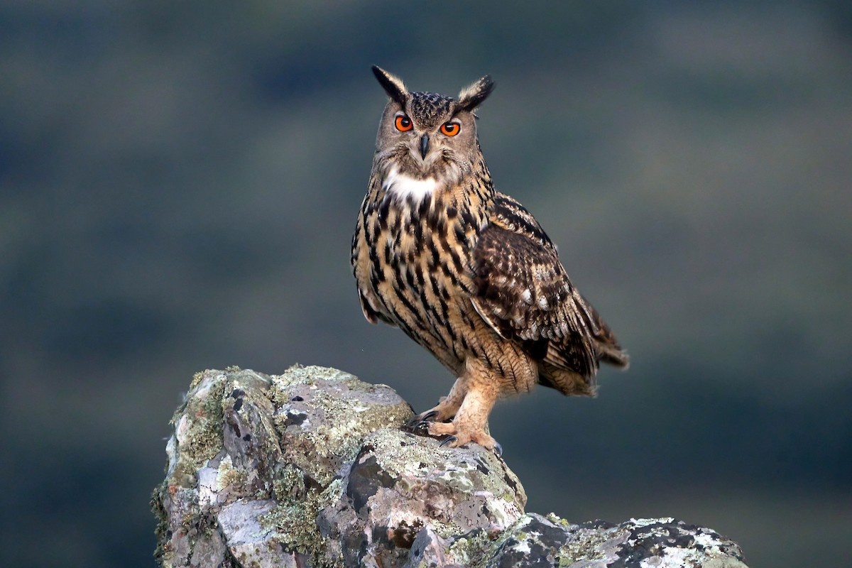 Фото с сайта: https://www.tumblr.com/morphimus/tagged/owl