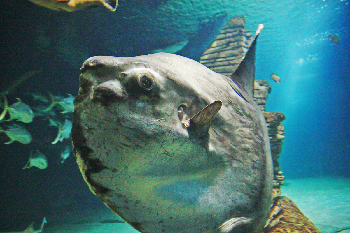 Фото с сайта: https://bilimgenc.tubitak.gov.tr/yerbilim-gokbilim/turkiyenin-ay-baligi?v=1.0.21