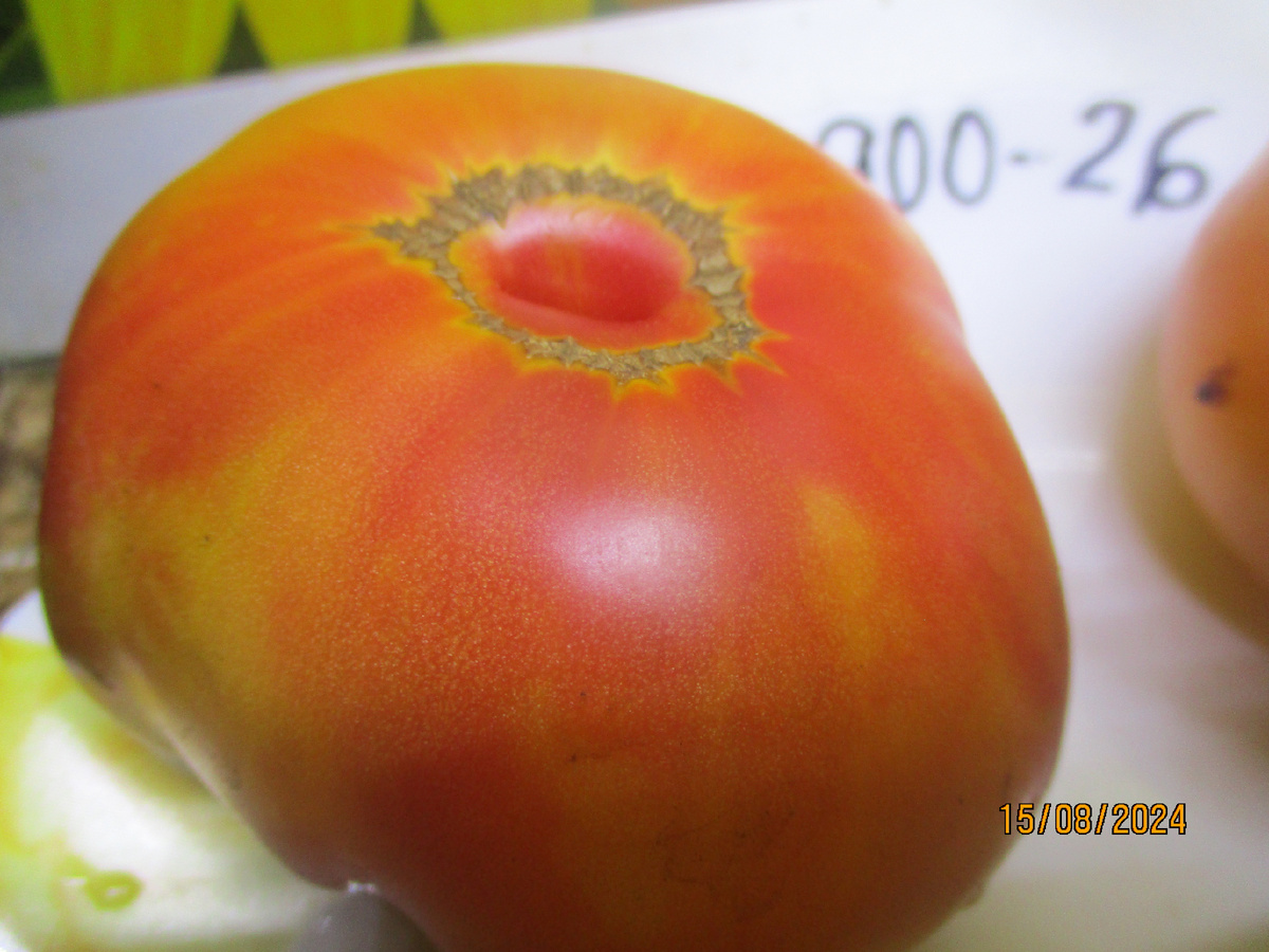 Томатный Гном Розелла БИ- колор. №900-26 в моем Каталоге.