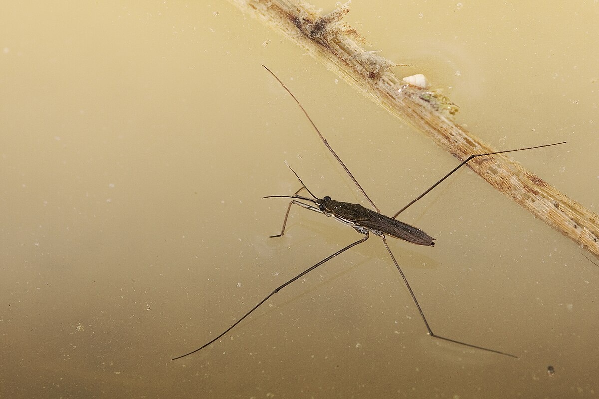 Фото с сайта: https://ru.wikipedia.org/wiki/Файл:Water_strider_Gerris_lacustris.jpg